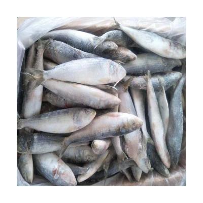 China NATURE Good Prices Fresh Ready Sardine Stock Fish Frozen Seafood Sardines for sale