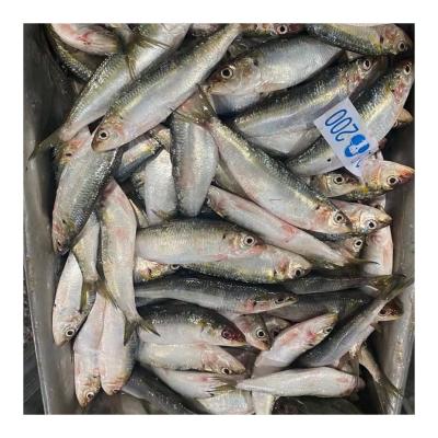 China NATURE Whoelsale Tuna Bait Sardine Fish Importers Suitable Chinese for sale