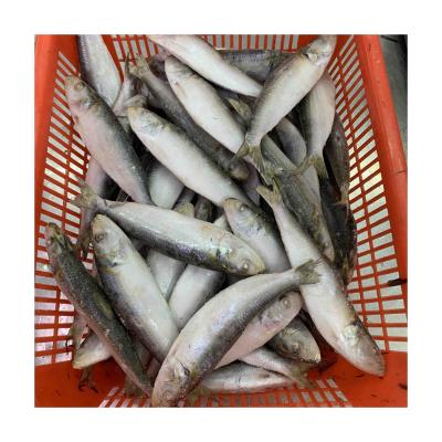 China Thailand W/R Hardware Alive Fresh Sardines NATURE Bait HGT Frozen Sardine for sale