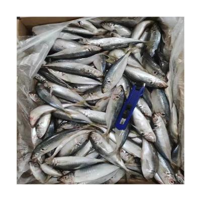 China NATURE Sale Hot Frozen Angola Fish Fresh Seafood BQF Namibia Saurels for sale