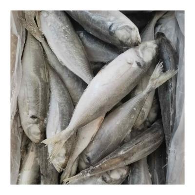 China China Saurels Frozen Live Mackerel Fish Price NATURE Supliyers for sale