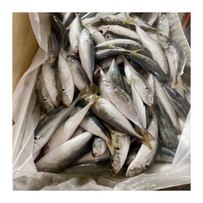 China NATURE Canned Saurels Material Fish Frozen Thailand Mackerel Suppliers for sale