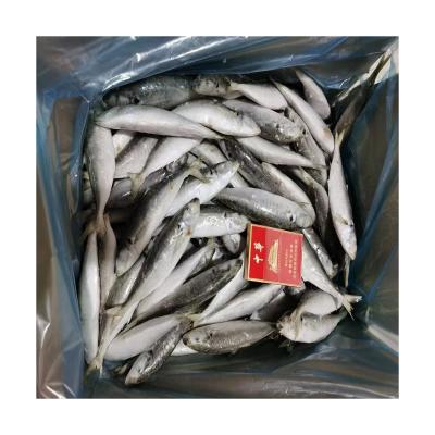 China Wholesale NATURE Quality Market Use IQF 10%Ice Good Light Catching Saurels 100-120pcs for sale