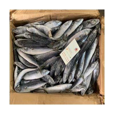 China Best Price Organic Fresh Sea Frozen Pacific Mackerel BQF 80-120g For Indonesia Market for sale