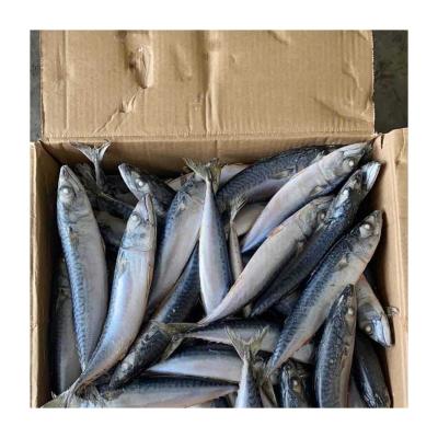 China Indonesia Fresh Frozen Seafood Market Organic Frozen Fish BQF 100g Below Pacific Mackerel for sale