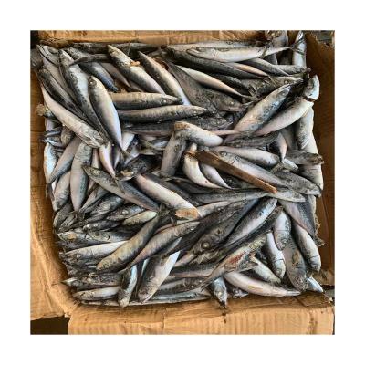 China Best Price Newcomers Fresh Frozen 30-50g Organic Sea Canned North Pacific Mackerel for sale