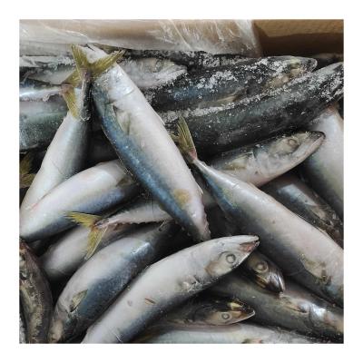 China NATURE Indonesia Market 50-80g Frozen Pacific Scomber Mackerel japonicus for sale