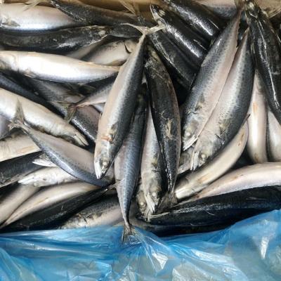 China NATURE Wholesale Price Good Quality Frozen Pacific Mackerel For Canned for sale