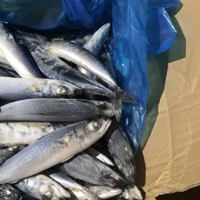 China 100 Fish 150g Chinese Pacific Mackerel Original Organic Jelly For Africa for sale