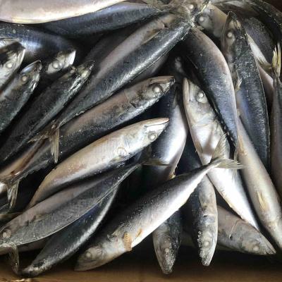 China Scientific Name Pacific Mackerel Fresh Organic Scomber japonicus Frozen for sale