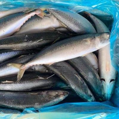 China Wholesale Organic Original China Mackerel Pacific Frozen Scomber Fish Japonicus for sale