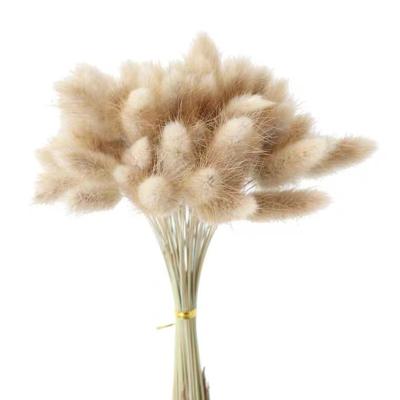 China Hot Sale 40cm Real Natural Dry Popular Plant Bunny Tail Grass Dried Flowers Lagurus Ovatus Amazon for sale