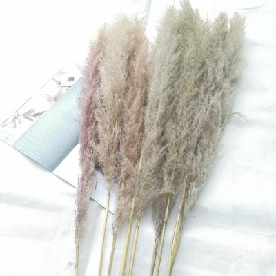 China Factory Direct Sale Factory Price Christmas Flower Pampas Grass Large Pampas Dried Pampas Grass for sale