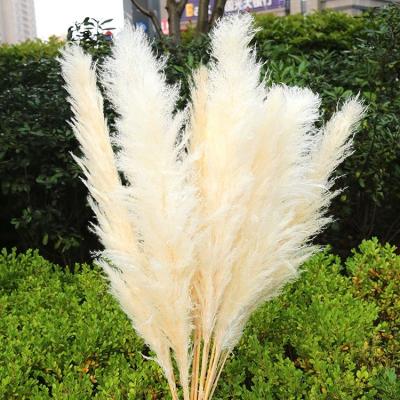 China Direct Selling Factory Hot Selling Dry Amazon Pampas Grass Natural Pampas Grass Decor For Wedding Decoration for sale