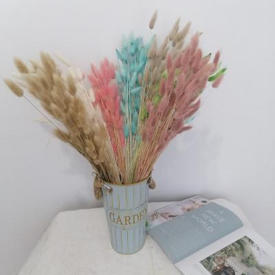 China Fashional Gift Flowers Bunny Tail Grass Dried Bunny Tails Dried Flowers Grass Dried Lagurus Ovatus Bouquet for sale