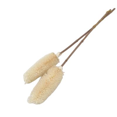 China Real Amazon Success Wedding Decoration Wholesale Bouquet Dried Dipsacus sativus for sale