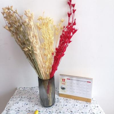 China Durable Home and Bouquet Decoration Dried Daisy Flower Dried Star Anise Flowers Dried Octagon Flower for sale