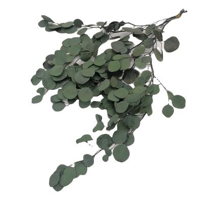 China Green Environmental Protection Home Decoration Branches Leaves Preserved Apple Eucalyptus Leaves for sale