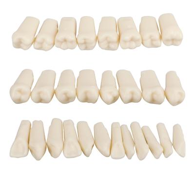 China Detailed Screwed Anatomy Structures Replacement For Dental Practice Teeth Model 28pcs Different Teeth for sale