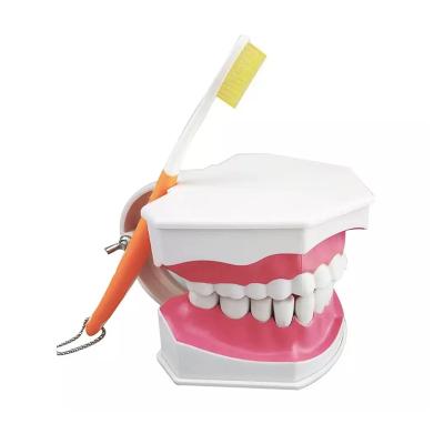 China Hot sale for kindergarten children with teeth brush brushing teaching model HYG-HD12 for sale