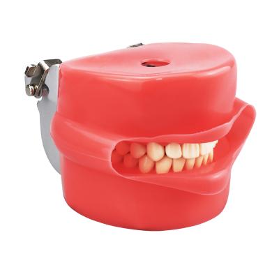 China Typodont Gum Mount Dental Model With Removable Teeth HYG-HD09 for sale