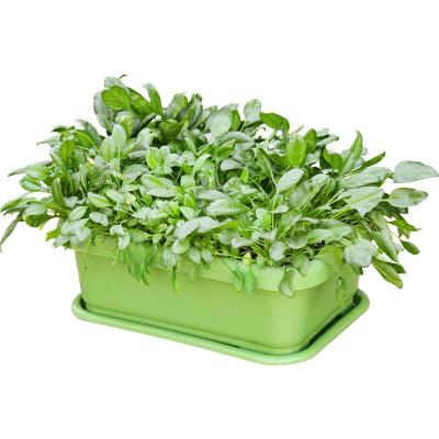 China Contemporary planting box gardening planter garden vegetable planting box for sale