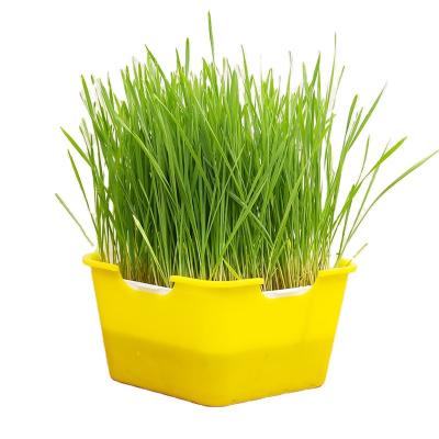 China Garden High Quality Plastic Pentagonal Nursery Seeding Flower Pot Plant Growing Flat Tray for sale