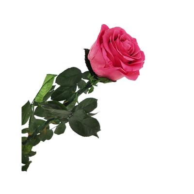 China Mini Rose Long Packaging Everlasting Eternal Box Single Glass Preserved Roses Stem LongStemRose-56 for sale