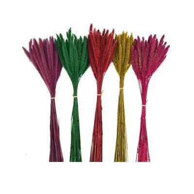 China Purpose designed! Preserved Eternal Immortal Bristlegrass Foxtail Viridis Hair Grass Infinity SetariaViridis-58 for sale