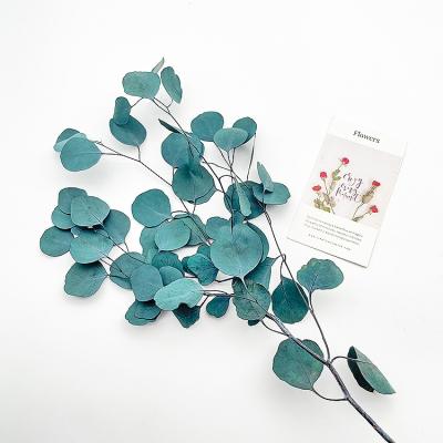 China Celebrations Amazon Hit Natural Plant Preserved Eucalyptus Apple Leaf Shapes Real Touch For All Kinds Of Party Decor for sale