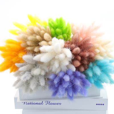 China Wholesale Natural True Dry Lagurus Dried Ovatus Amazon Success Flower Bunny Tail Grass Celebrations For Home Decoration for sale