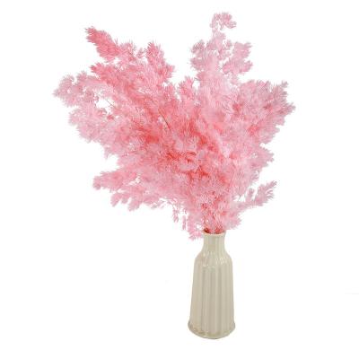 China Green Environmental Hot Selling High Quality Real Touch Flower Preserved Asparagus Myrioeladus Ming Fern DIY Material For Room Shop Decoration for sale