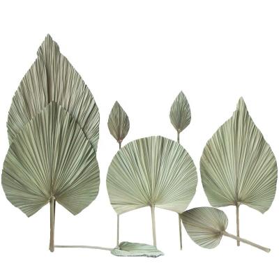 China The Original Ecology Fan Hot Selling Naturally Clear And Simple Wild Dry Natural Palm Leaves Forever Plant Material For Home Hanging Decoration for sale