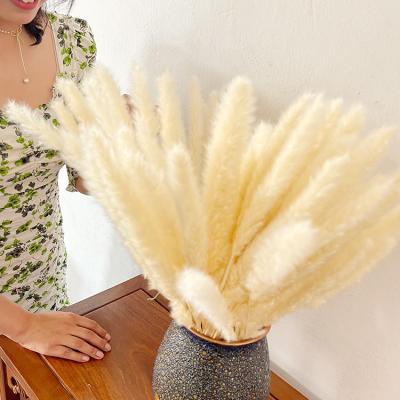 China High quality dried decorative pampas grass flower arrangement long lasting preservation dried pampas grass decoration flowers for sale