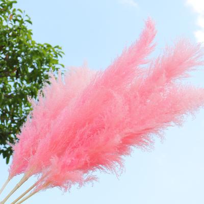 China Pampas grass Dried Flower Wholesale Decoration Natural Pampas for Wedding Home Decoration for sale