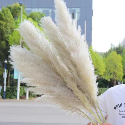 China Pampas Grass Fluffy White Natural Dry Pampas Grass Great For Decorative Flower Wedding Home Decor for sale