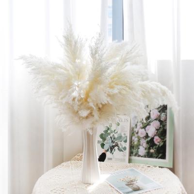 China Wedding Home Decoration Amazon Hot Sale Pampas Grass Small Pampas Grass Dries Plants For Wedding Decorations Dried Flowers for sale