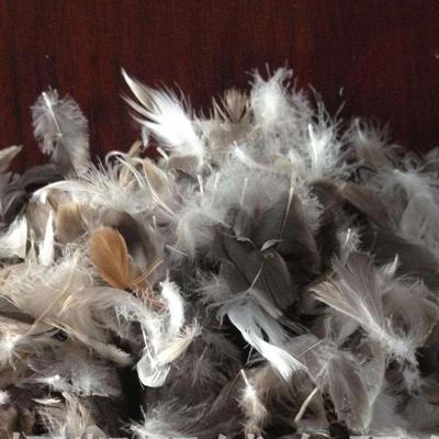 China Hot factory direct sales stockings wholesale gray water wash 4-6 duck feather slices no smell for sale