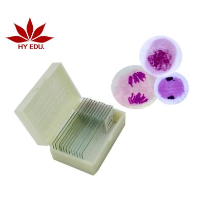 China Under the Microscope Instrument High Quality Educational Microscope Onion Anther Meiosis Slides Meiosis Slide Prepared Microscope Slides for sale