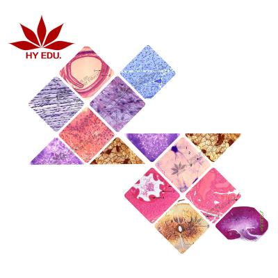 China Histology Structure Under Microscope Fixed Set 100pcs For Medical College Student Learn Human Body Histology And Embryo Biological Microscope Slides for sale