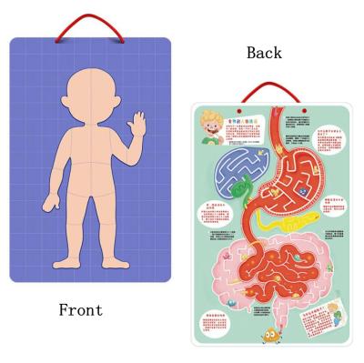 China Educational Children's Toy Factory Human Body Cognitive Jigsaw Primary School Students Magnetic Body Secret Directly for sale