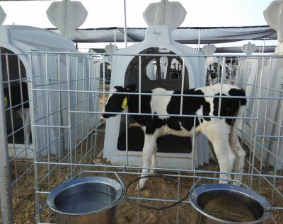 China Different Dairy Farm Clean Pasture Calf Cattle Cow Pen Housing Calf Hutch for sale