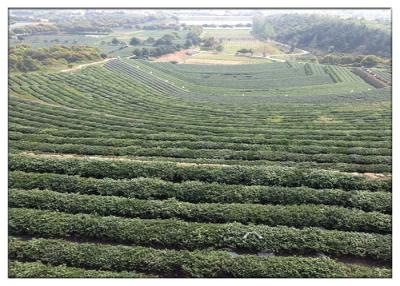 Chine Huile oleifera de camélia d'acide gras, huile de camélia pour l'oxydation de croissance de cheveux anti- à vendre