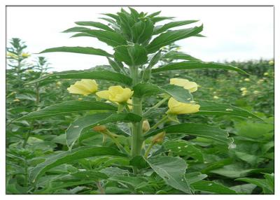 China Evening Primrose Organic Plant Oils Food Grade Golden Yellow Color ISO Certification for sale