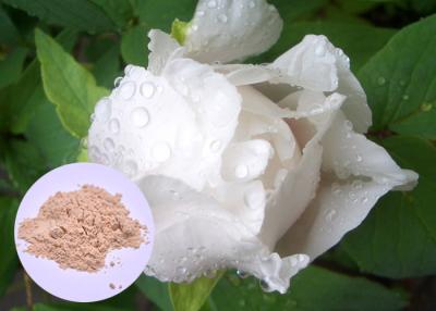 Chine Paeonia Lactiflora de poudre d'extrait d'usine de racine de pivoine pour le blanchiment de peau à vendre