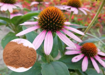 Chine L'usine antibactérienne d'herbe entière extrait le soluble de poudre de Purpurea d'Echinacea dans l'eau à vendre