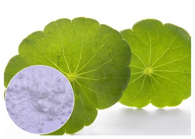 Chine Poudre asiatica de Centella extraite par feuille anti-inflammatoire avec du dissolvant de l'eau à vendre