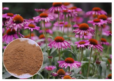 중국 Echinacea Pururea 전체적인 나물 반대로 바이러스에게서 초본 식물 추출물 분말 판매용