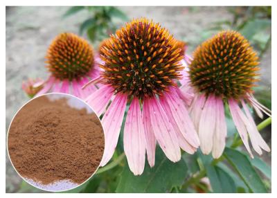 China Echinacea pururea Antifungal Plant Extracts Polyphenol Powder Form Improving Immune System for sale