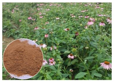 China Polvo del extracto de la planta de Purpurea del Echinacea con el ácido de la achicoria que mejora el sistema inmune en venta